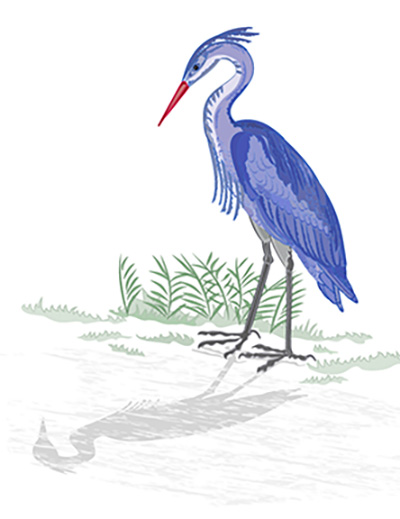 great heron vox pacifica